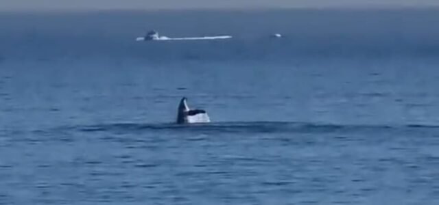 VÍDEO: Avistamiento de ballenas jorobadas en La Herradura de Coquimbo