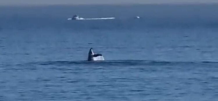 VÍDEO: Avistamiento de ballenas jorobadas en La Herradura de Coquimbo