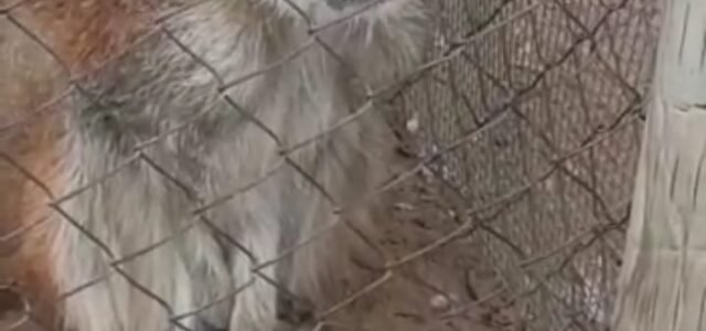 Por abandono: Serena Zoo es denunciado ante el Juzgado de Policía Local por las condiciones en las que mantienen a los animales del recinto