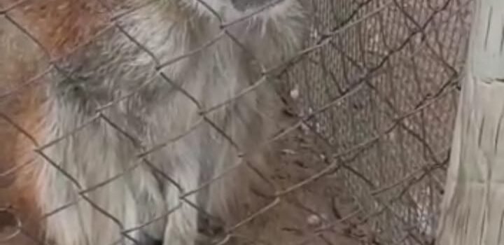 Erwin Vernal, Director Serena Zoo por muerte de mono: “Tenía cerca de 20 años, estaba señalizado al público que estaba en tratamiento geriátrico. No quisimos moverlo para no estresarlo”