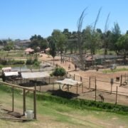 Parque Pedro de Valdivia será reconvertido a centro de rescate animal