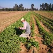 En seis meses se extendió emergencia agrícola para la Región de Coquimbo