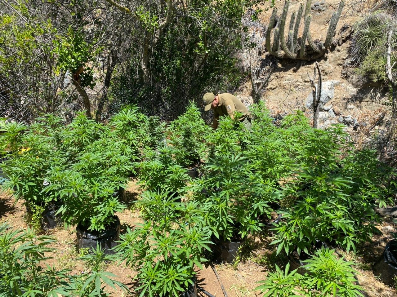 marihuana