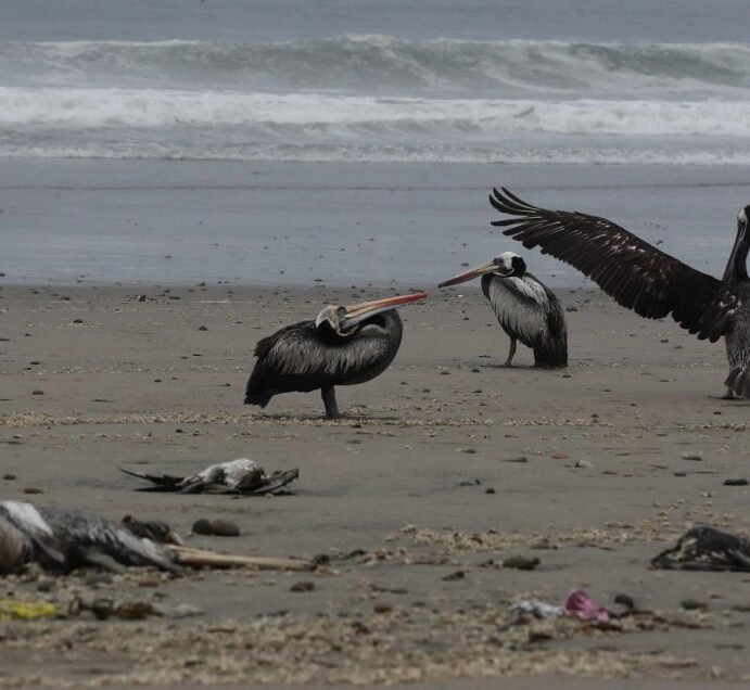 SAG descartó gripe aviar en aves encontradas en borde costero. Grupo de patólogos se suma a investigación para encontrar la causa