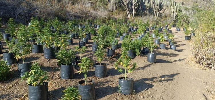 7.050 plantas de marihuana fueron incautadas por PDI en la comuna de Illapel