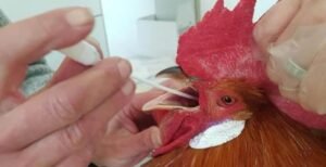 pollo-prat-con-PCR-scaled