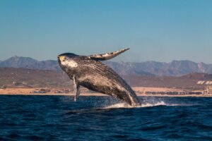shutterstock_1385986589-scaled