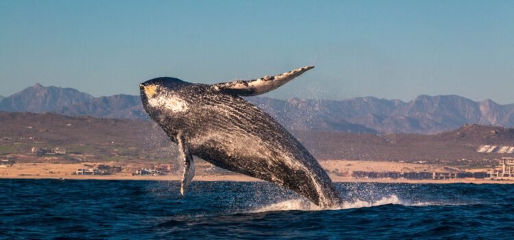 Definen 14 áreas importantes para la conservación de mamíferos marinos en Chile