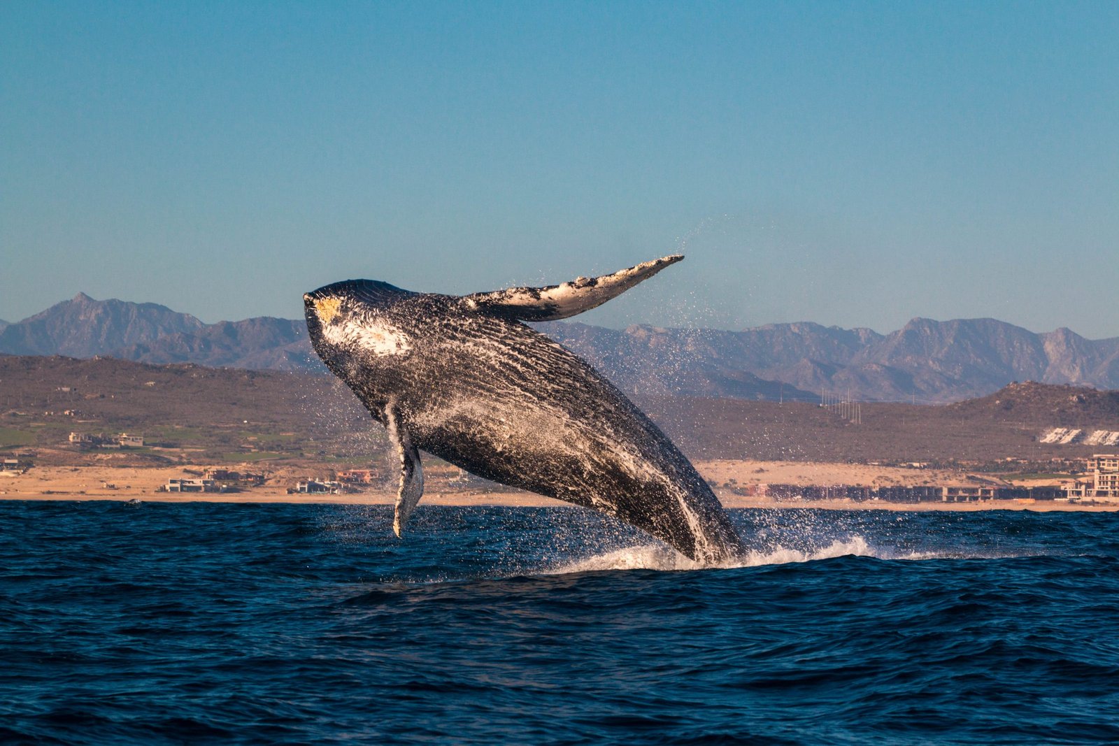 shutterstock_1385986589-scaled