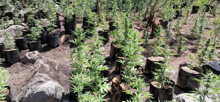 En quebrada de Illapel se descubrió equipado narcocultivo con más de mil plantas de marihuana