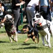 “Patitas Festival” reunirá a mascotas en una entretenida jornada animal