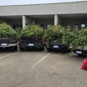 PDI realiza decomisó más de 26 mil plantas de cannabis en los Vilos y detiene a hombre que custodiaba el cultivo