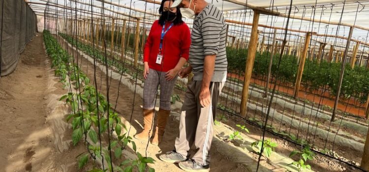 Bajo principios agroecológicos y con cultivos en invernaderos: Emprendedor salamanquino desarrolla exitosa producción hortícola