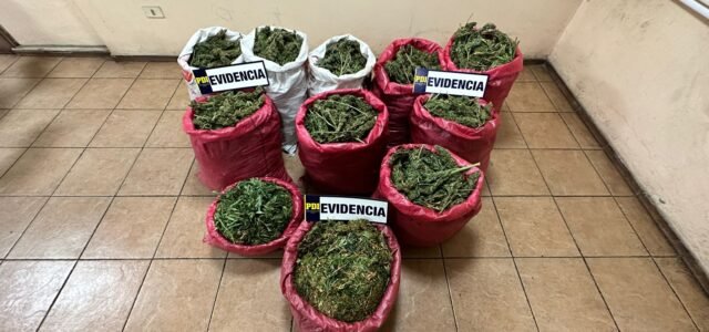 Se descubrió punto de acopio con 90 kilos de marihuana en Los Vilos