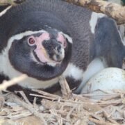 Influenza aviar: CONAF refuerza llamado a la conservación del pingüino de Humboldt
