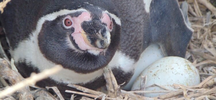 Influenza aviar: CONAF refuerza llamado a la conservación del pingüino de Humboldt