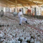 Avícola en la región del Biobío deberá sacrificar 180 mil aves tras detectarse nuevo caso de influenza aviar