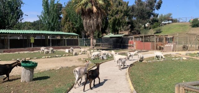 La Serena buscará organizaciones para donar animales del Parque Pedro de Valdivia