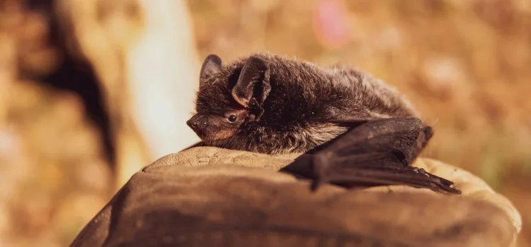 Confirman murciélago con Rabia en La Serena