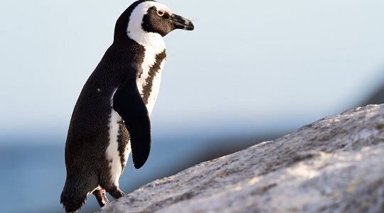 Gremios de pesca a pequeña y gran escala declaran estar en contra del Área Marina Protegida sobre el Archipiélago de Humboldt por falta de claridad