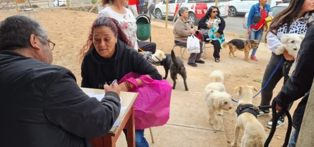 Operativo gratuito de esterilización beneficiará más de 2.000 mascotas La Serena