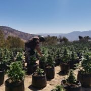 Plan Cannabis 2023-2024: Decomisan más de 3.100 plantas de marihuana en la Provincia de Choapa