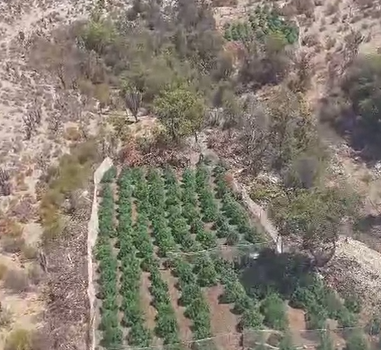 Más de $52 mil millones: Extraen más de 21 mil plantas de cannabis desde sector rural entre Ovalle y Punitaqui