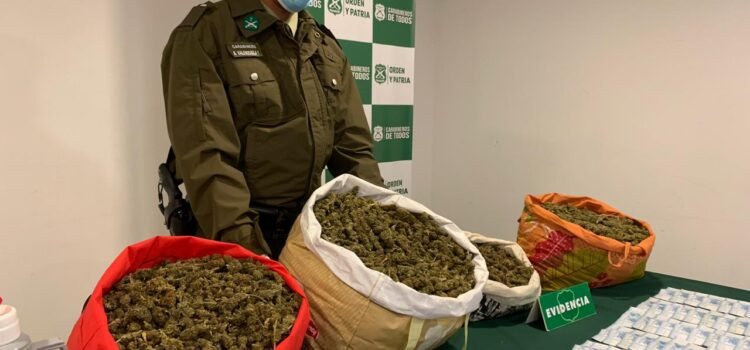 Balance Policial 2023: Más de 145 mil plantas de marihuana incautadas y 1.306 detenidos fue el saldo de operativos en la región de Coquimbo