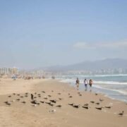 Balance Verano: Carabineros duplicó infracciones y detenidos en el borde costero de La Serena -Coquimbo