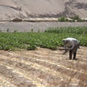 Riego por goteo y manejo de aguas salinas: técnicas que dan éxito en el extremo norte para potenciar la agricultura del desierto