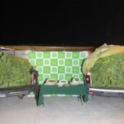 Desbaratan organización criminal e incautan 6 kilos de marihuana, 454 plantas, explosivos y municiones en Canela