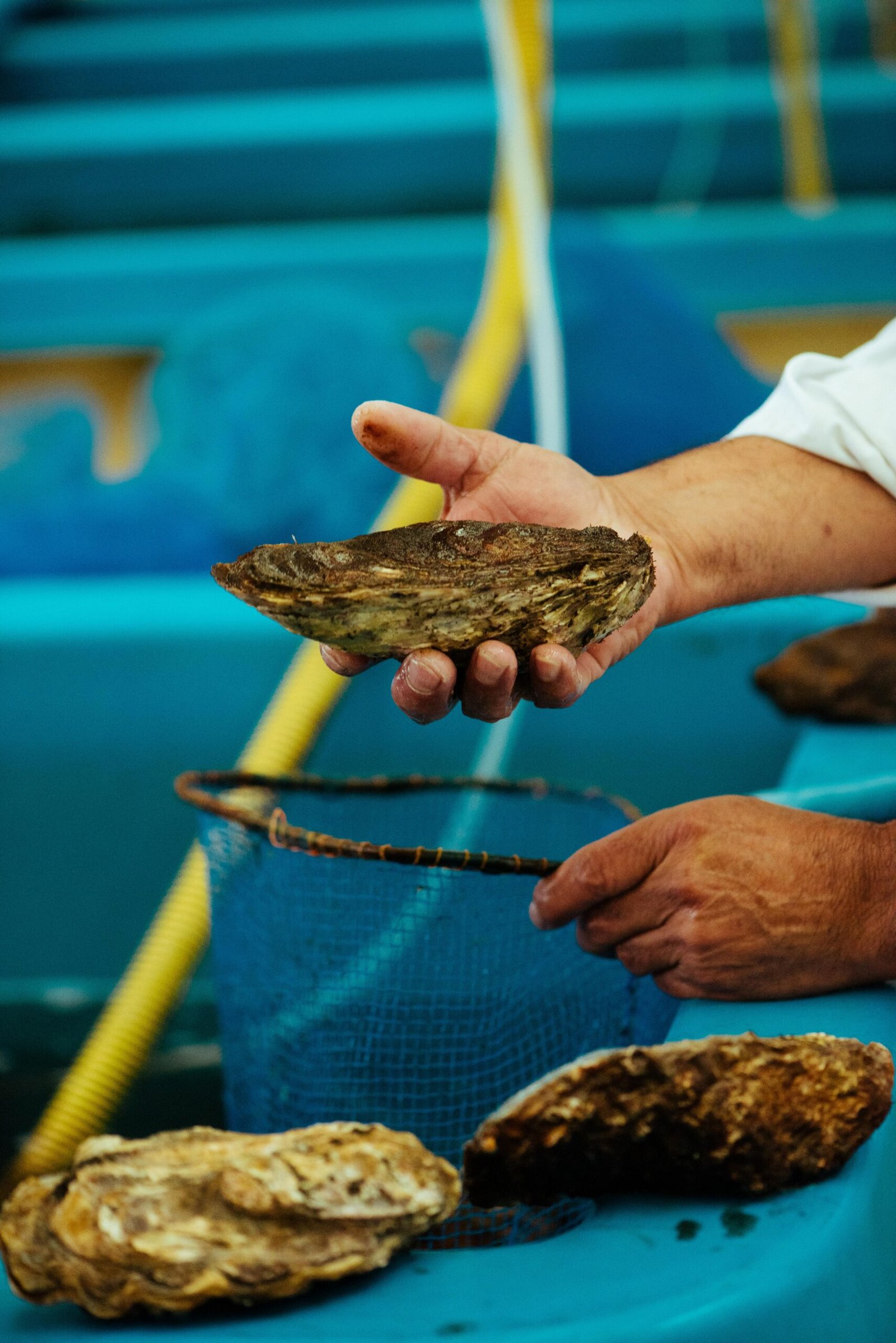 チリにおける日本の牡蠣養殖を活性化するため、革新的な養殖技術プログラムを開始