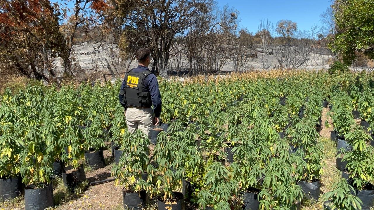 Mas de 1800 plantas de marihuana decomisó la PDI en Quilimarí