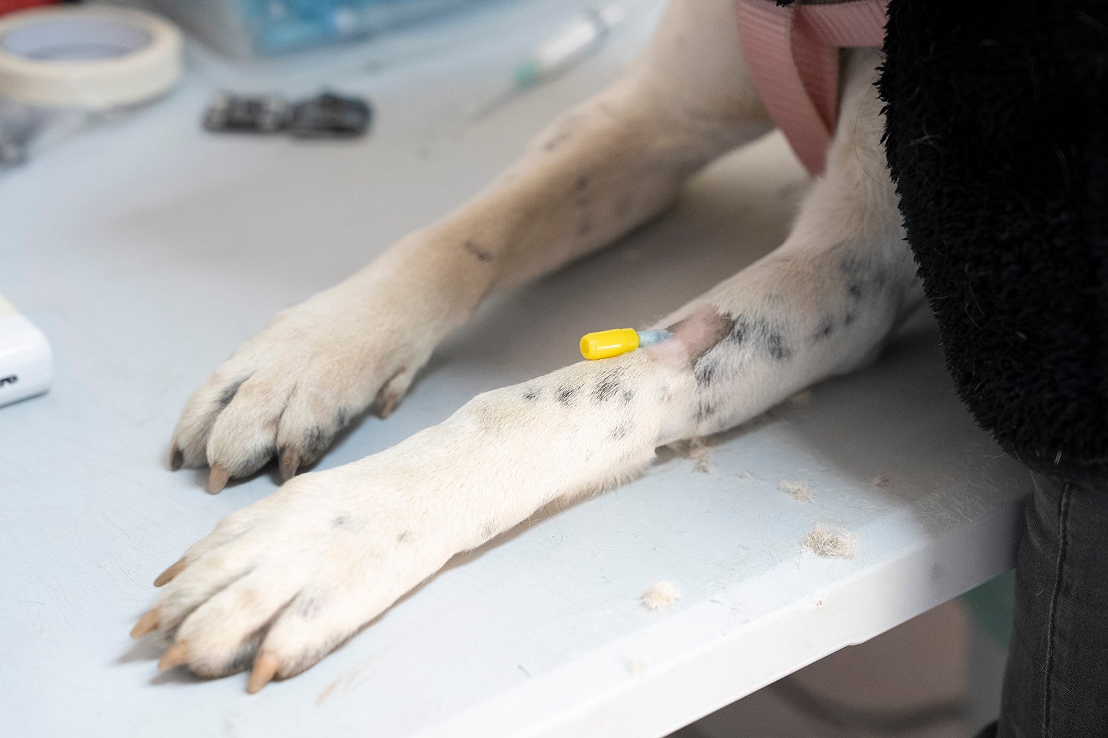 Plan de esterilización gratuita de mascotas llegó a Tierras Blancas y continuará recorriendo la comuna
