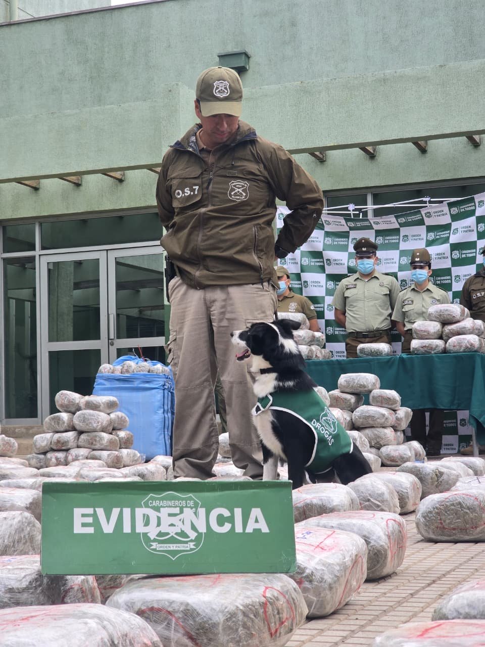 Más de 500 kilos de marihuana es decomisada gracias al trabajo de Spot, el perro antidrogas