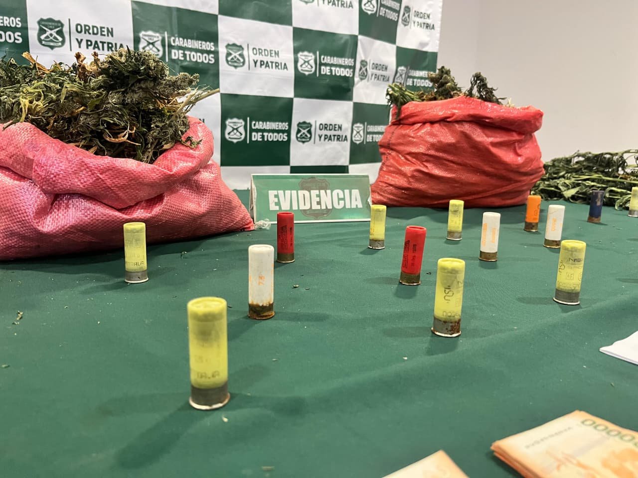 El cultivo más grande en la historia de Andacollo: Carabineros interviene más de 8000 plantas de marihuana en la comuna minera