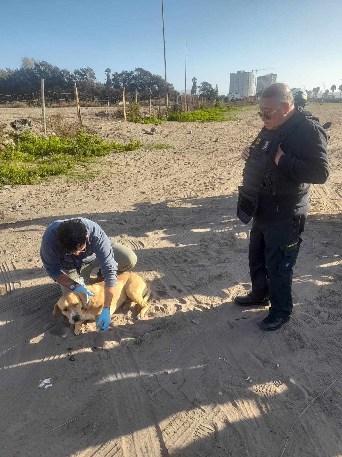 En Coquimbo: Crean la patrulla canina para atender denuncias de maltrato animal