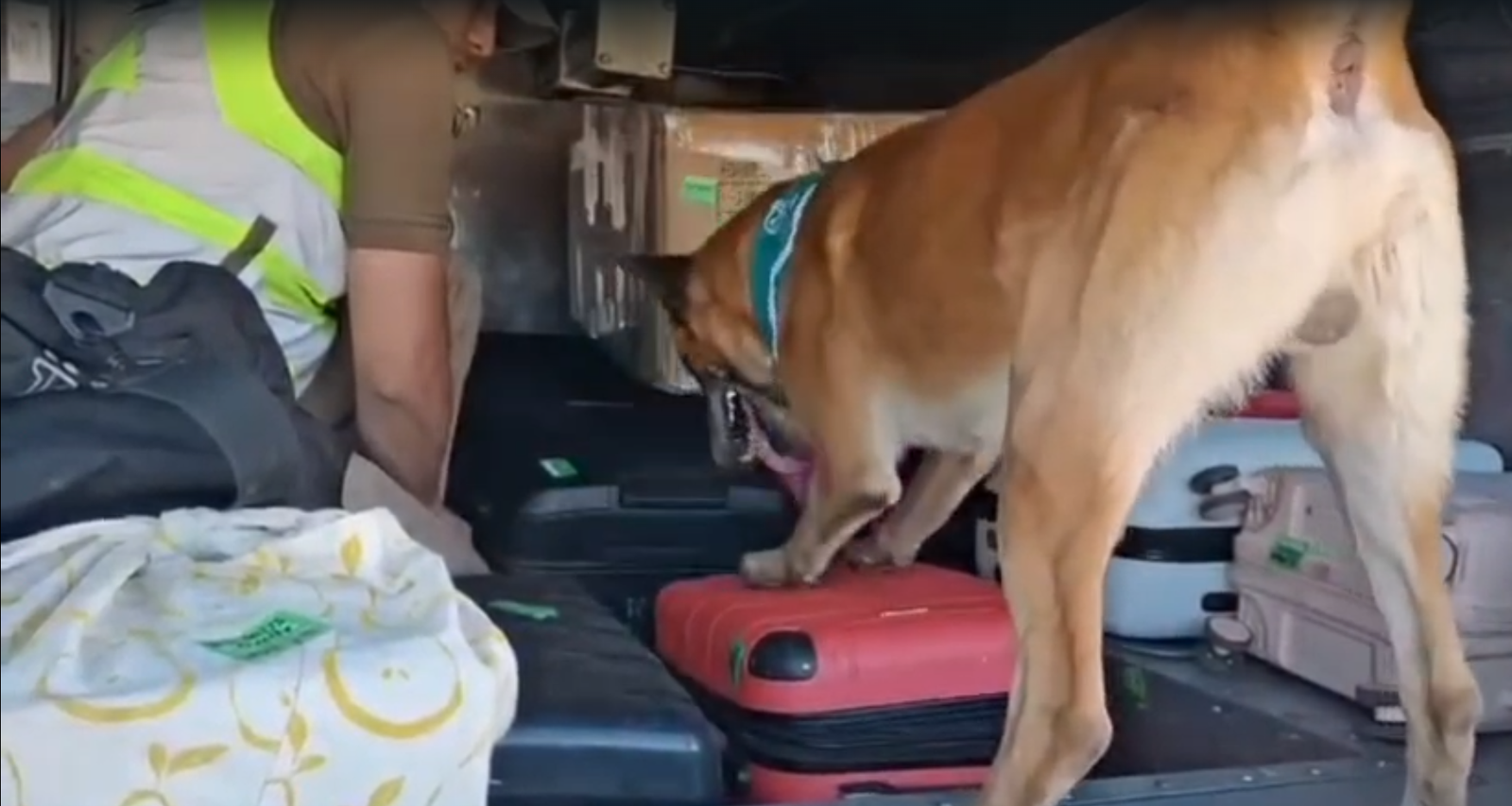 Franco lo hizo otra vez: perro detector de drogas descubrió más de 38 kilos de marihuana en bus interurbano
