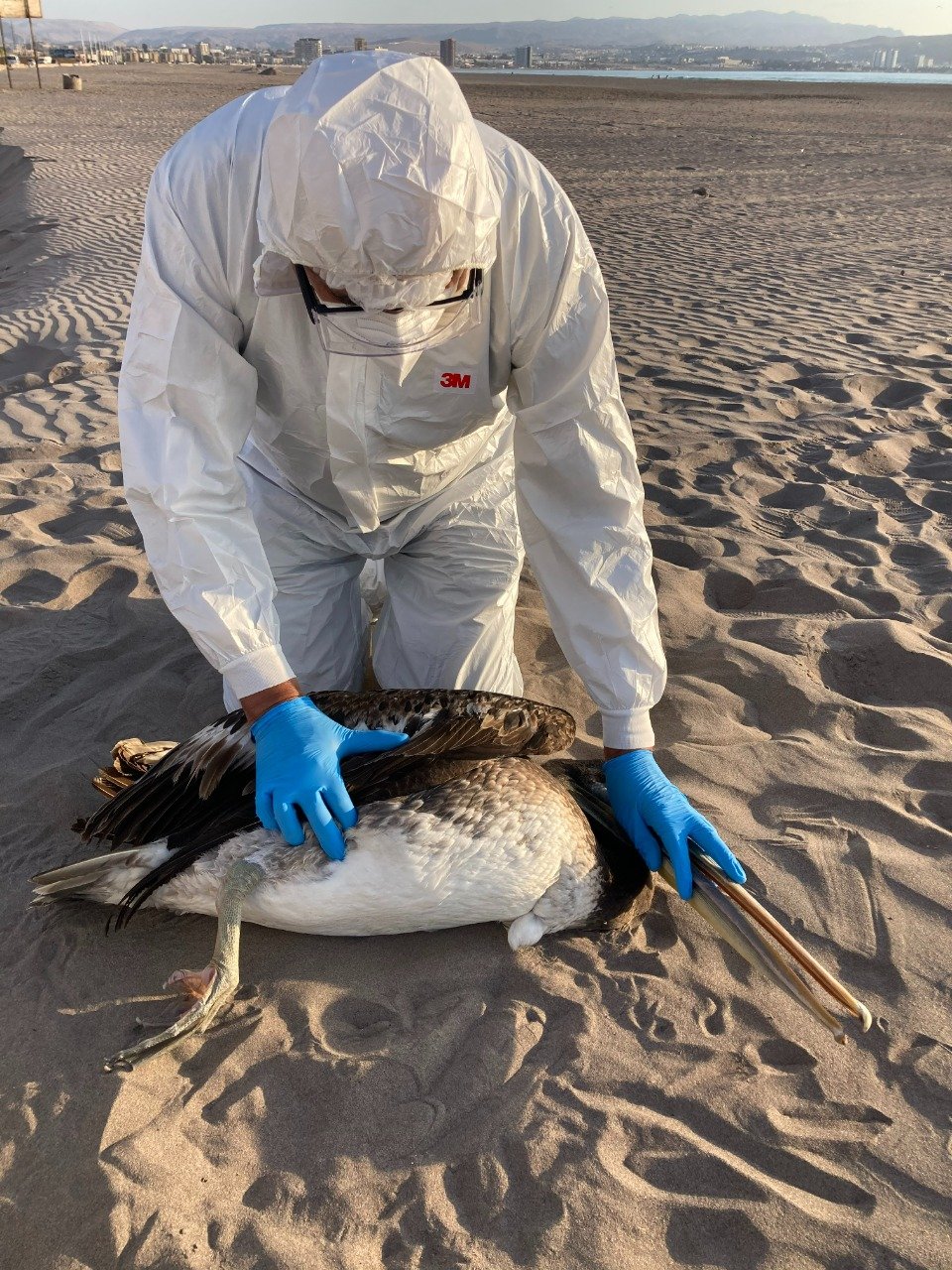 SAG confirma primer caso de influenza aviar altamente patógena en gaviota en La Serena