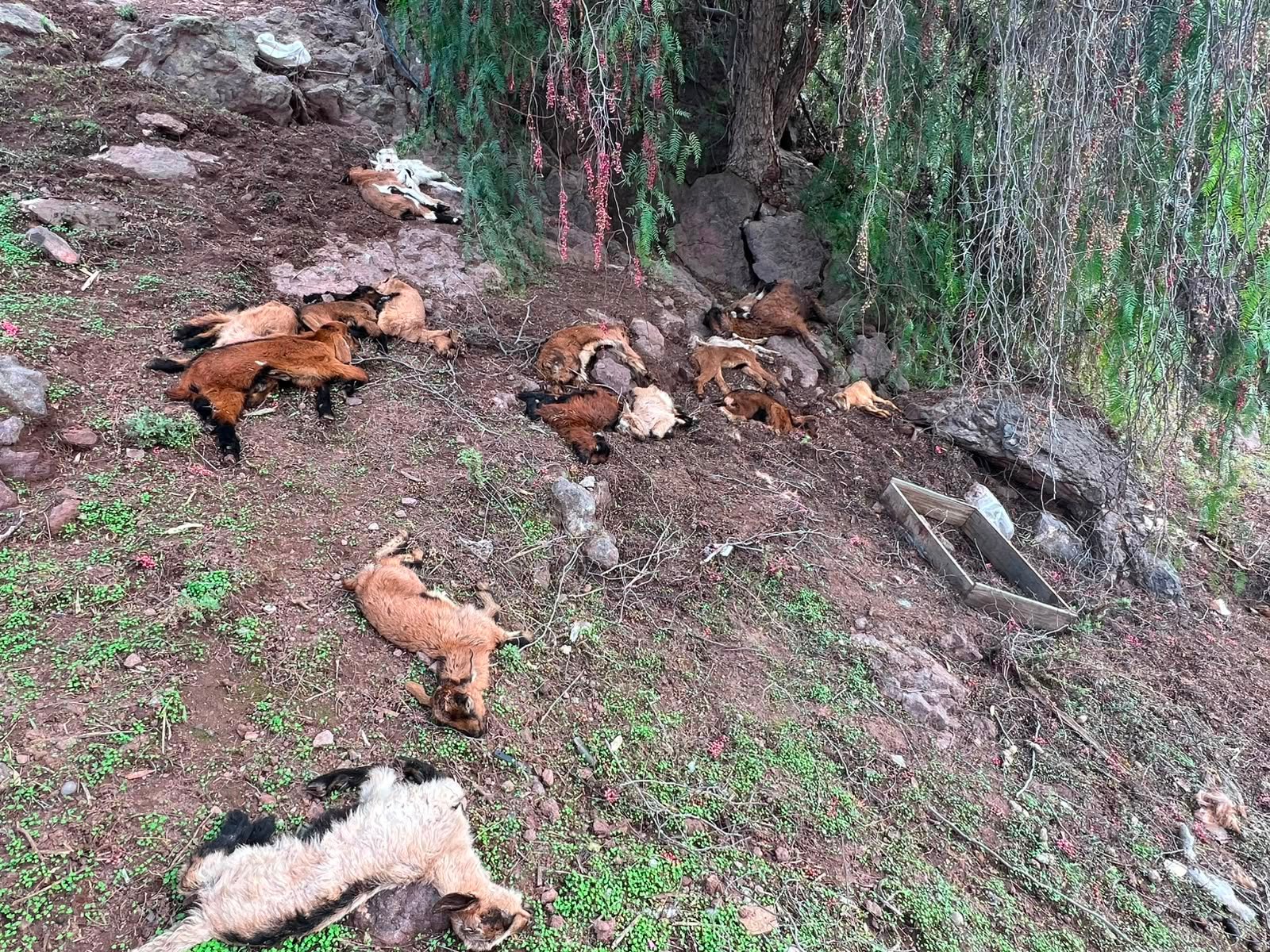 Monte Patria: más de 2.000 animales muertos han sido reportados por crianceros de la comuna