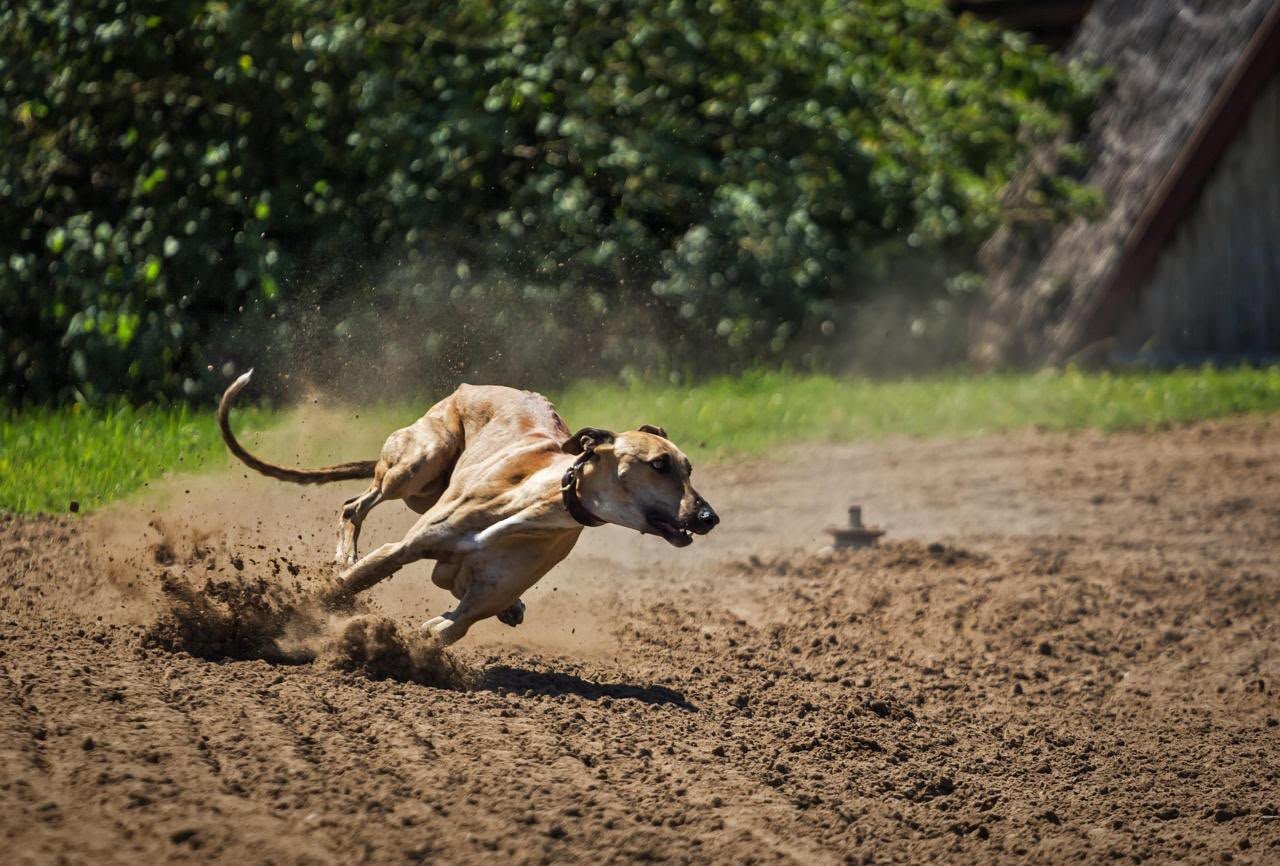 LA SERENA PROHÍBE LAS CARRERAS DE GALGOS Y REFUERZA NORMAS DE BIENESTAR ANIMAL