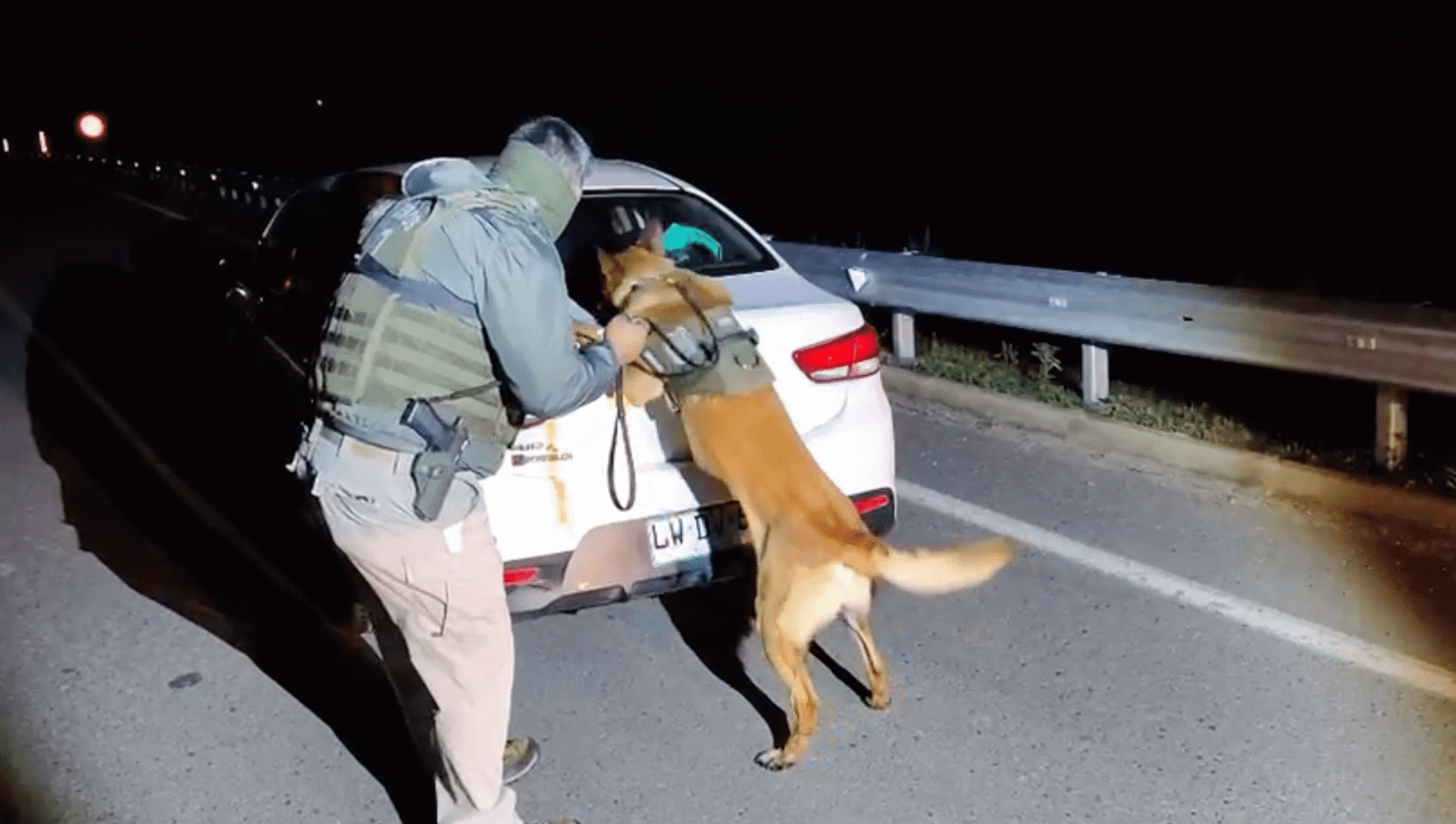 KAIRO, EL PERRO ANTIDROGAS DE CARABINEROS QUE PERMITIÓ INCAUTAR MÁS DE 31 KILOS DE MARIHUANA EN CANELA