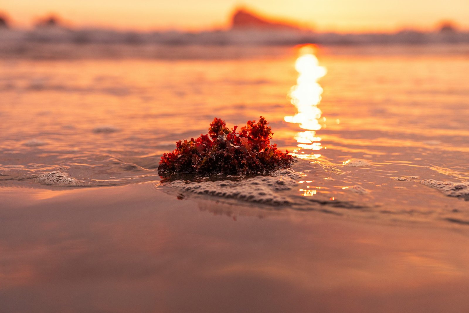 SUBPESCA ACLARA QUE EMERGENCIA PREVENTIVA POR MAREA ROJA NO PROHÍBE EL CONSUMO DE PRODUCTOS DEL MAR