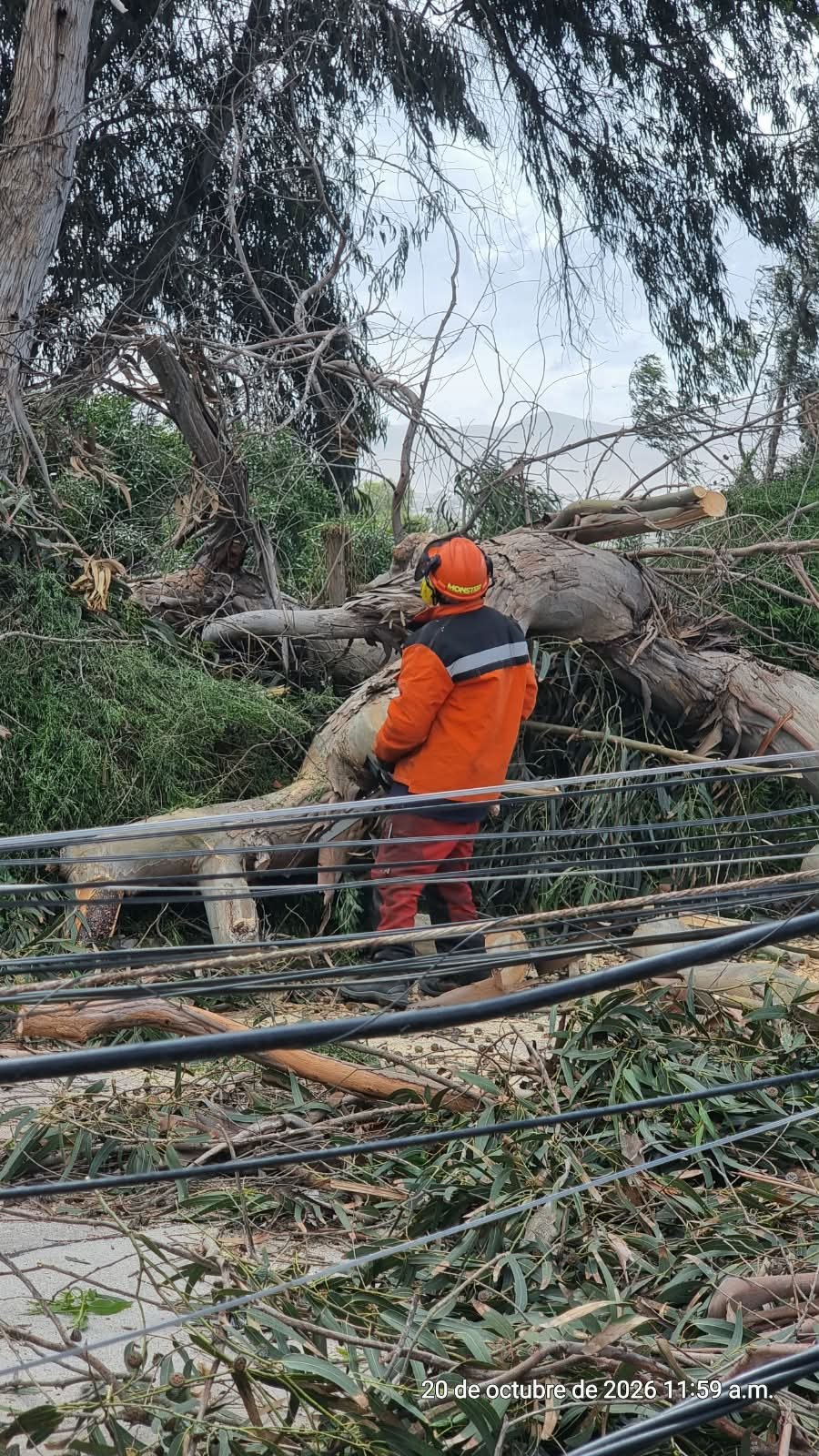 FUERTES VIENTOS MARCAN PASO DEL SISTEMA FRONTAL EN LA SERENA Y COQUIMBO: CAÍDA DE ÁRBOLES ACTIVA RESPUESTA DE EMERGENCIA