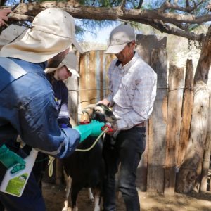VERANADAS 2026-2027: SAN JUAN PIDE NUEVOS CONTROLES SANITARIOS PARA EL INGRESO DE GANADO