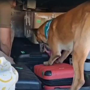 Franco lo hizo otra vez: perro detector de drogas descubrió más de 38 kilos de marihuana en bus interurbano