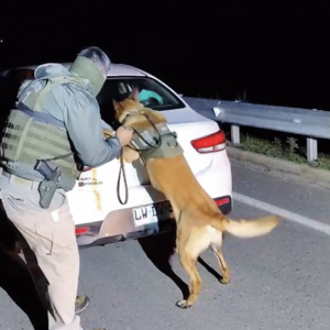 KAIRO, EL PERRO ANTIDROGAS DE CARABINEROS QUE PERMITIÓ INCAUTAR MÁS DE 31 KILOS DE MARIHUANA EN CANELA