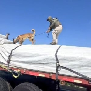 OS7 protagonizó multimillonario decomiso carretero: casi dos toneladas de droga fuera de circulación