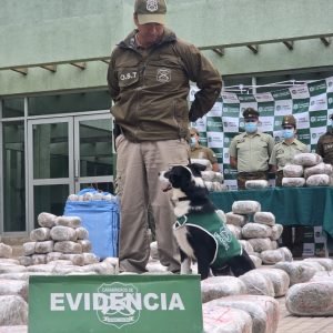 Más de 500 kilos de marihuana es decomisada gracias al trabajo de Spot, el perro antidrogas