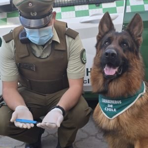 URÁN EN ACCIÓN: PERRO POLICIAL APOYÓ DETENCIÓN DE HOMBRE ARMADO EN EL CENTRO DE LA SERENA